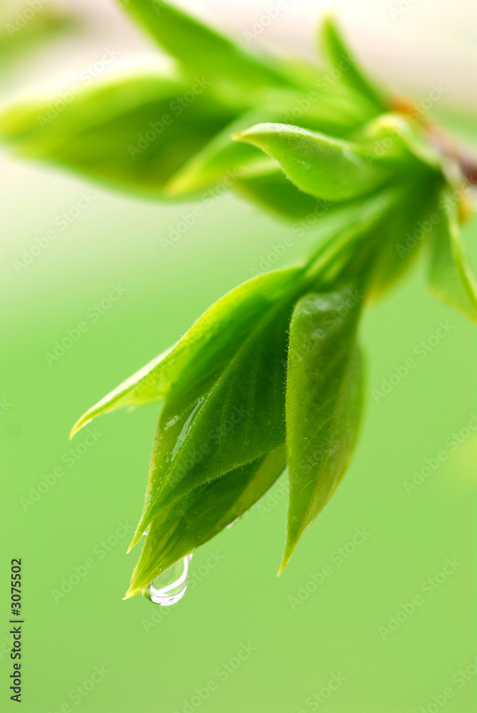 Wall mural spring green leaves