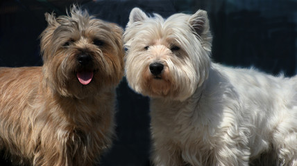 cairn and westie