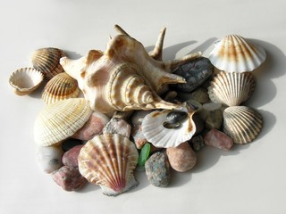 various shells of snails and crustaceans