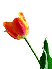 red & yellow nice tulip