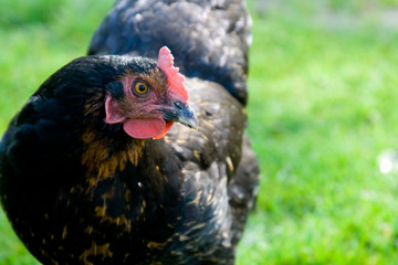 schwarzes huhn