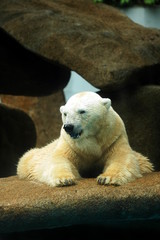polar bear resting