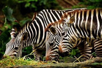 zebras having lunch