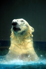polar bear splashing