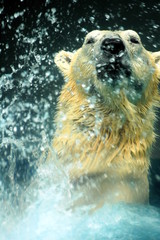 polar bear splashing