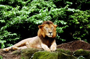 lion resting