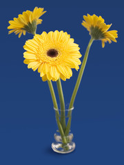 three yellow flowers in vase