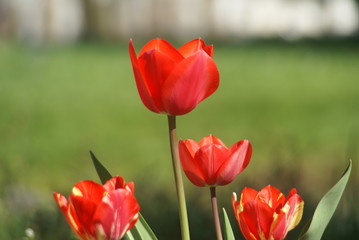 Fototapeta premium Tulpenblüte