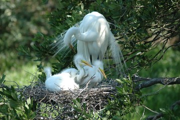 white heron caring for her babies