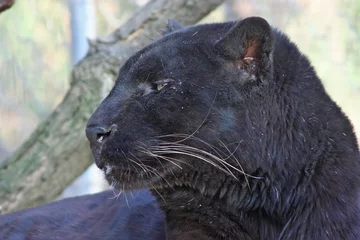 Abwaschbare Fototapete Panther schwarzer Panther