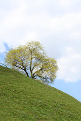Obraz premium tree on a sidehill in spring.