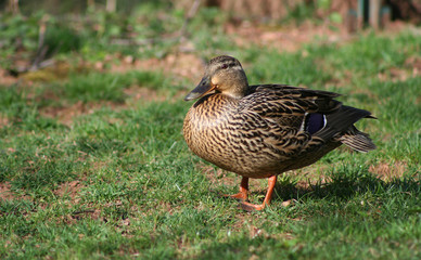female mallard duck