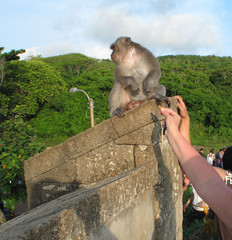 monkey