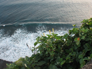 waves and flower