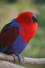 edelpapagei