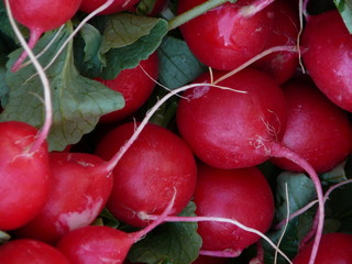 radieschen