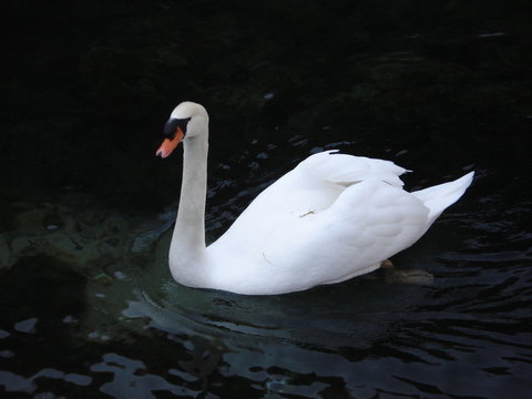 swan