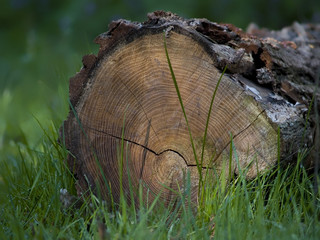 please no cut the wood