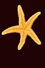 sugar starfish
