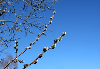 pussy-willow and sky