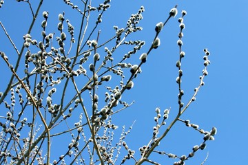 pussy-willow