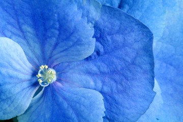 fleur bleue de beauté