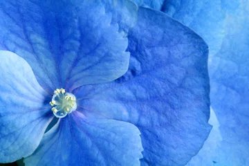 Papier Peint photo Lavable Fleurs fleur bleue de beauté