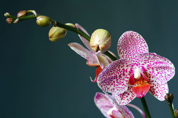 orchid phalaenopsis