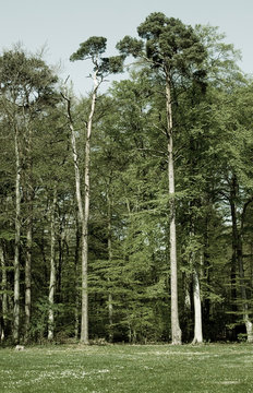 wald