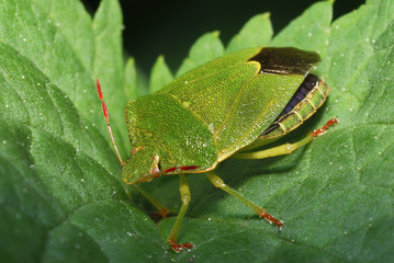 insecte 5