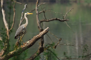 héron cendré - ardea cinerea