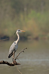 héron cendré - ardea cinerea