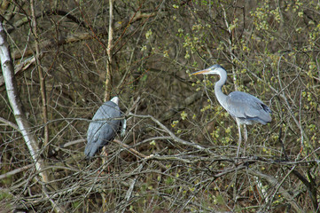 héron cendré - ardea cinerea
