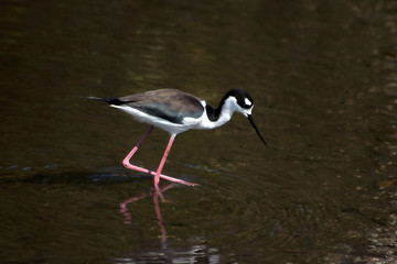 black-necked stilt
