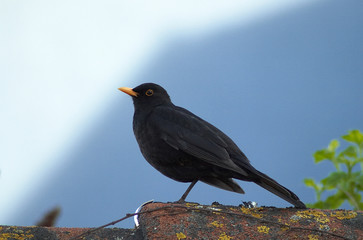 amsel
