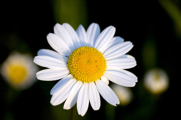Obraz premium marguerite des prés