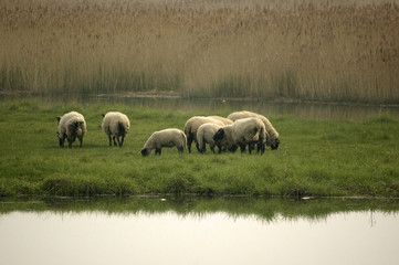 Obraz premium pature moutons