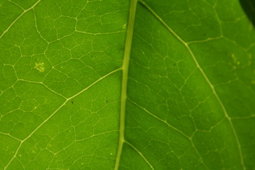 green concentration iv