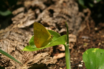butterfly on leaf
