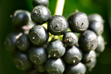 black berries
