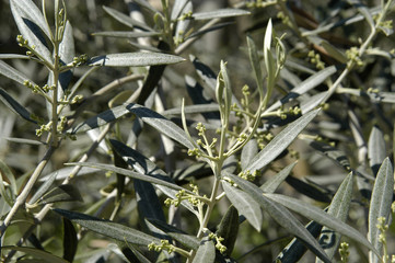 olivo-162