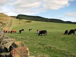 a herd of cattle in a field