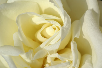 au coeur d'une rose blanche