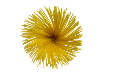 spaghetti flower