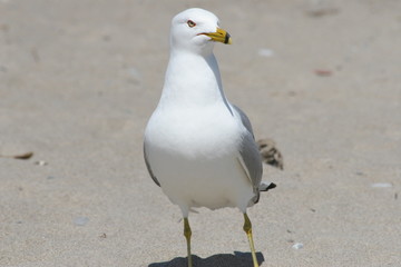 seagull on a beach