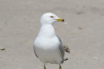 seagull turned head