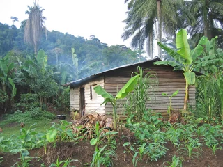 Gordijnen farmer house in the tropical jungle, cameroon, africa © Thomas Pozzo di Borgo