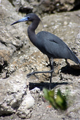 little blue heron
