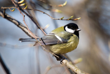 Fototapeta premium titmouse