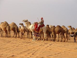 camels